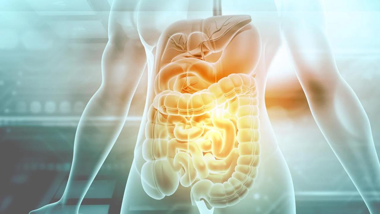 Rendering of human digestive system