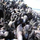 This bed of mussels at Bodega Marine Reserve provides habitat for an ecosystem of smaller species. (Photo: Laura Jurgens)
