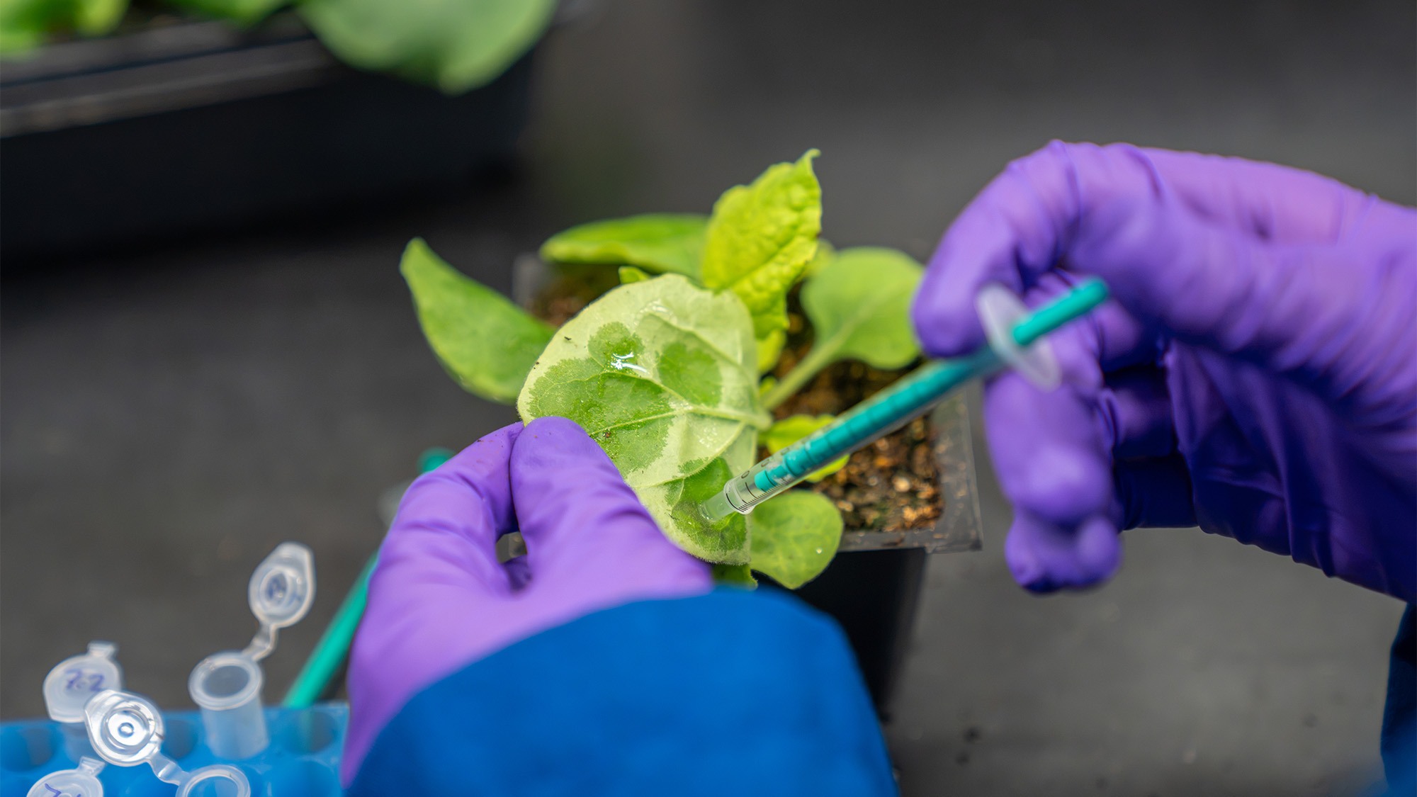 Purple-gloved hands using tweezers to tend a small potted seedling on a lab bench