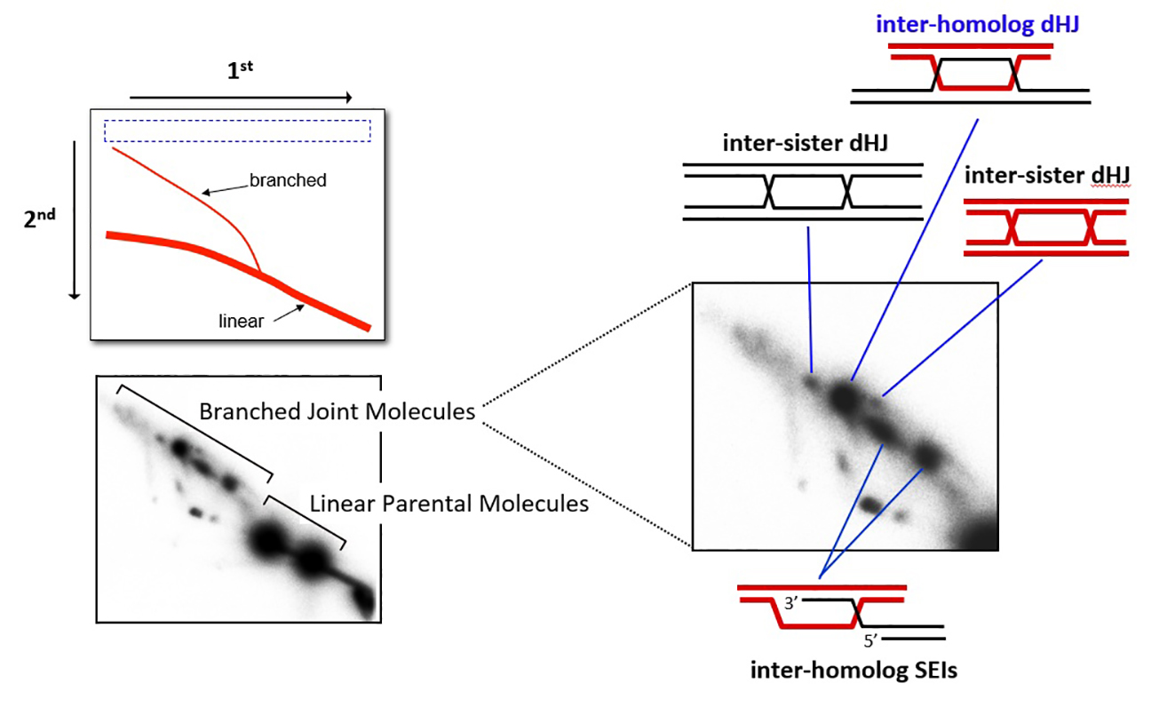 Diagram of DNA junction analysis with a two-dimensional Southern blot. Left: schematic showing linear and branched DNA molecules. Below: blot image with “Linear Parental Molecules” and “Branched Joint Molecules.” Right: magnified blot highlighting joint molecule structures with blue arrows to diagrams labeled “inter-homolog dHJ,” “inter-sister dHJ” (two types), and “inter-homolog SEIs.”