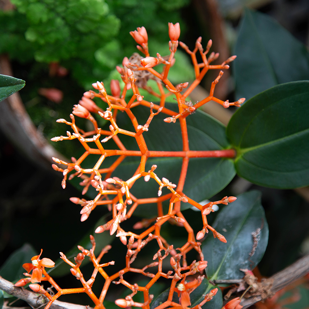 Red flowers that are in a geometric pattern