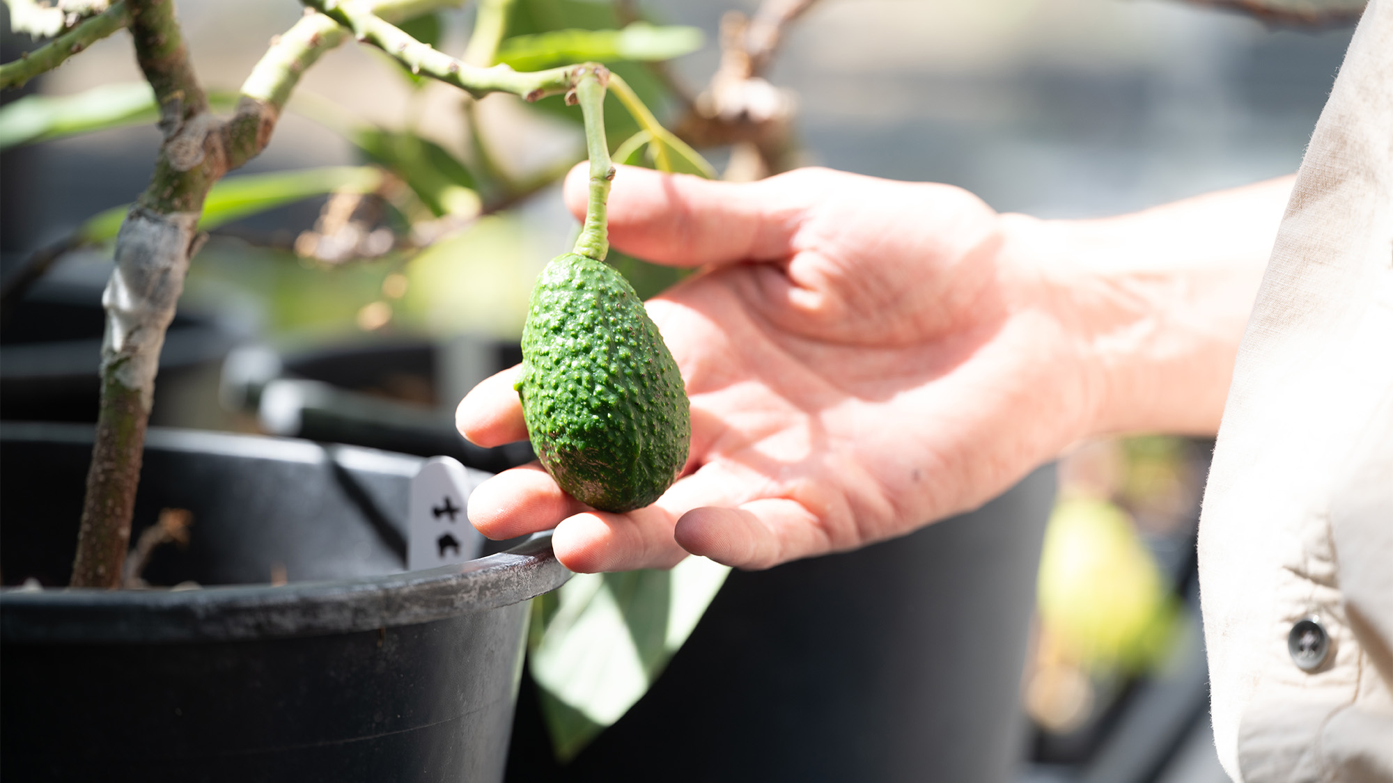 Hand holding small green avocado on a potted sapling