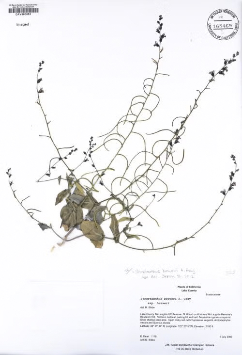 Pressed and dried specimen of Streptanthus breweri displayed on a white herbarium sheet, with slender, curving stems and small, dark buds along the upper branches. The plant has broad, wilted basal leaves and several annotations and printed labels indicating its scientific classification, collection location in Lake County, California, and collection date of July 8, 2002.