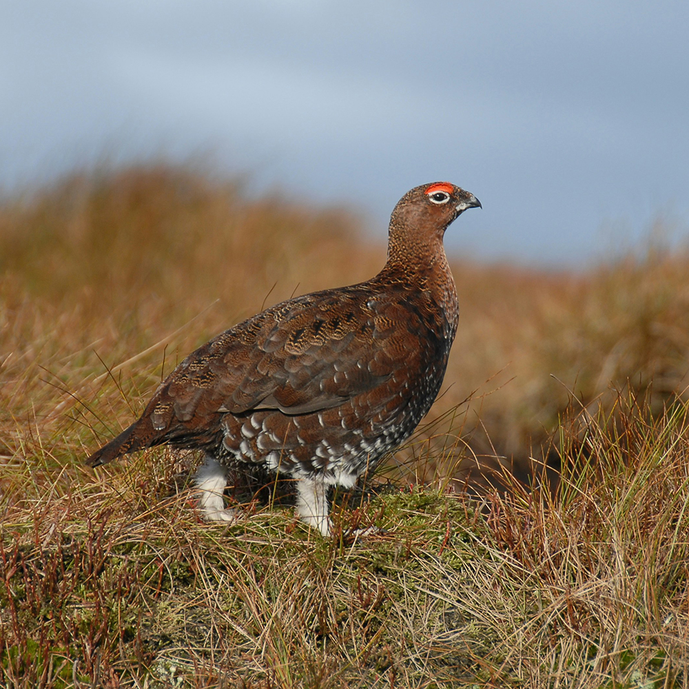 Brown bird in dry grass