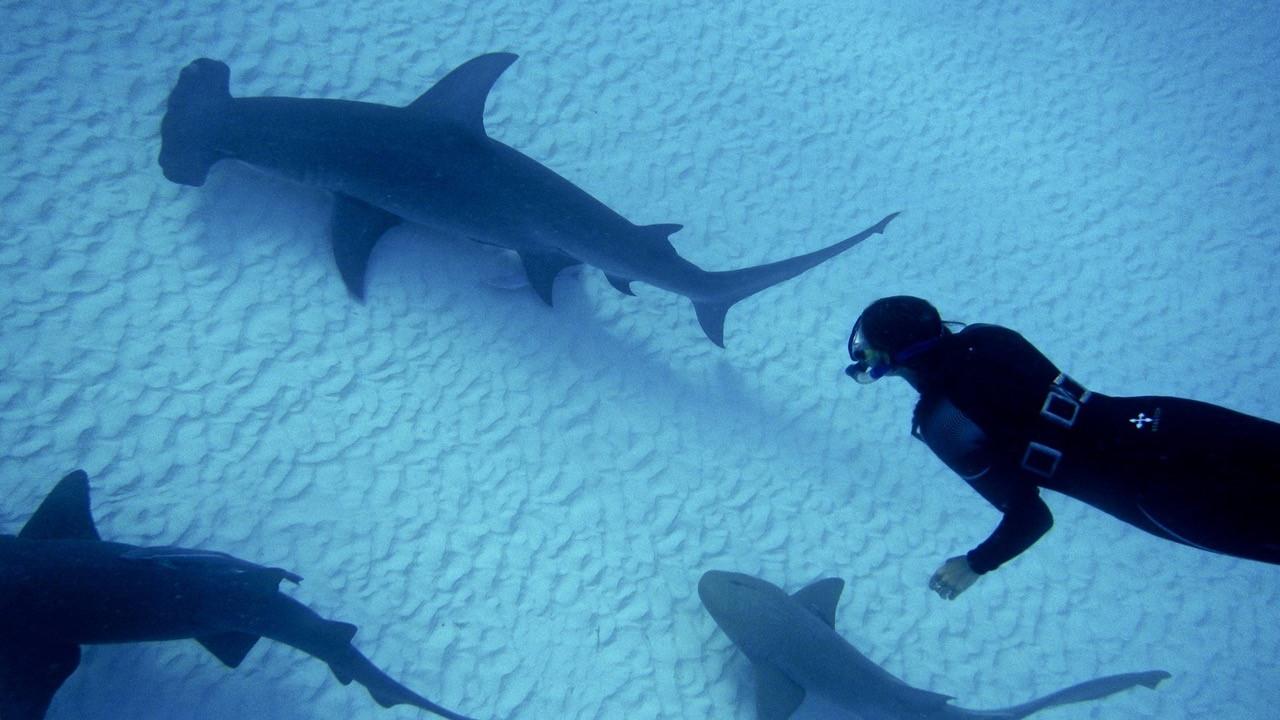 Animal Behavior Graduate Group Ph.D. Candidate Alex McInturf swims with sharks in the Bahamas. Ches Revell Alex McInturf swims with shark