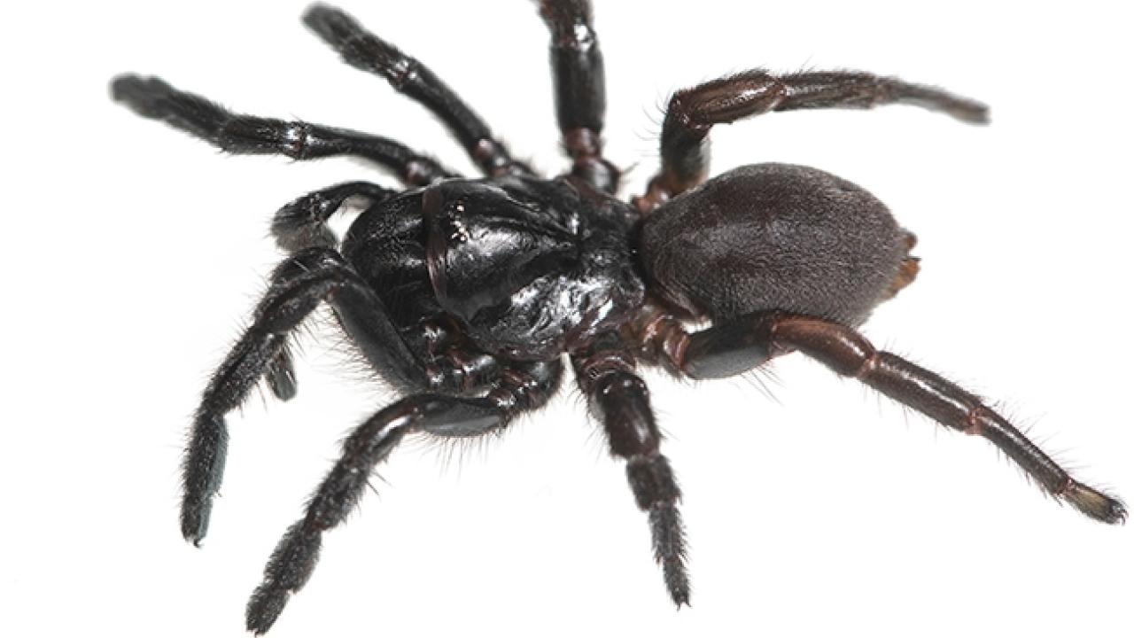 Spider