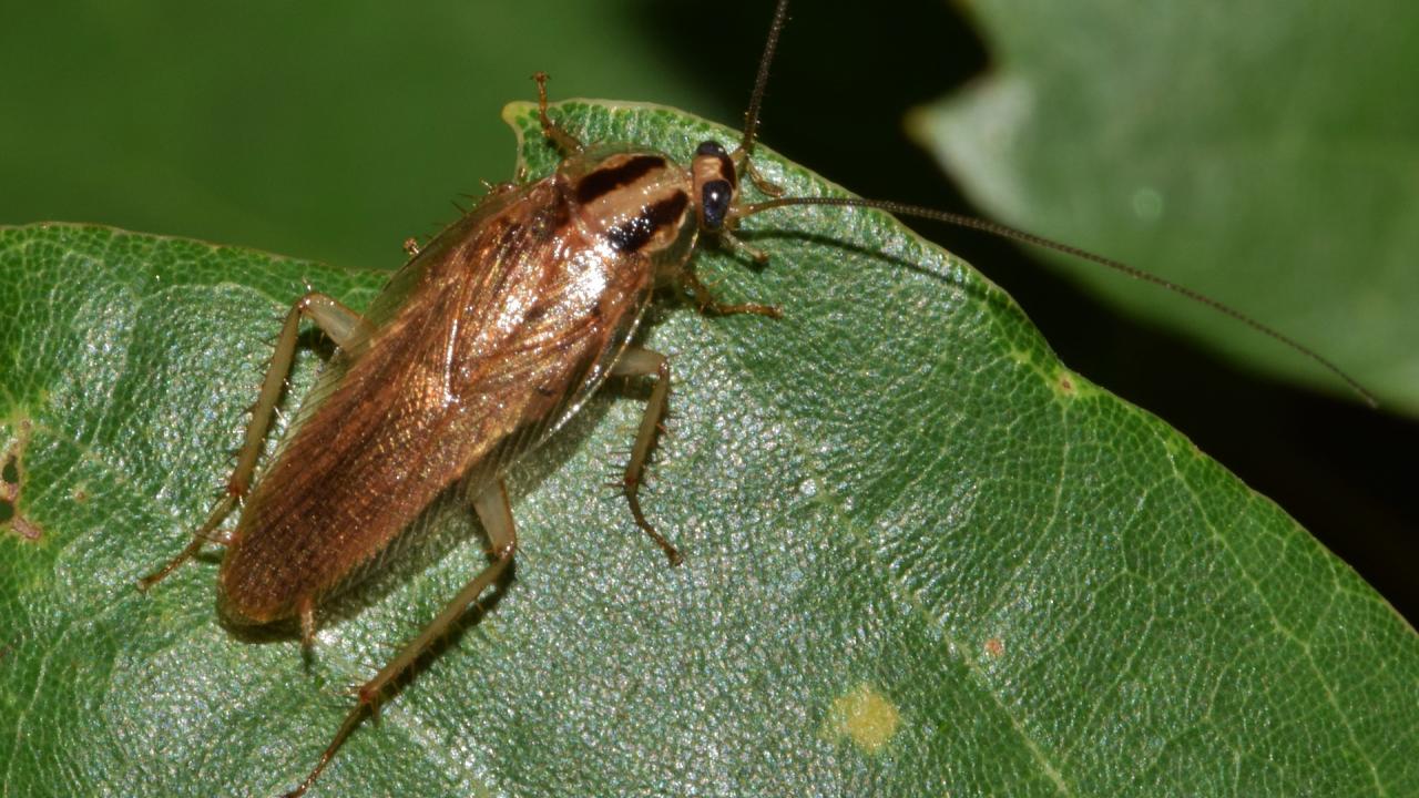 In the study, the researchers studied three hemimetabolous insect species: the kissing bug, the louse and the German cockroach (pictured). Pixabay German cockroach