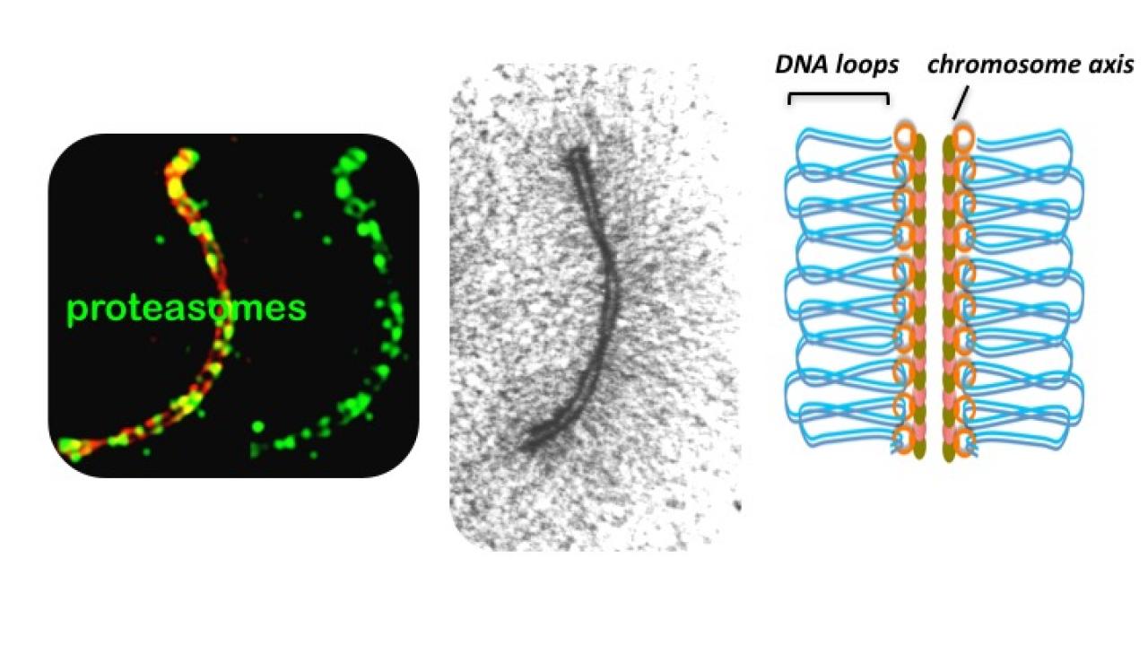 On the left, proteasomes (green) attach to the chromosome axis. The axis is a protein scaffold that allows DNA to form loops for crossovers to occur. Image: Neil Hunter On the left, proteasomes (green) attach to the chromosome axis. The axis is a protein scaffold that allows DNA to form loops for crossovers to occur. Image: Neil Hunter