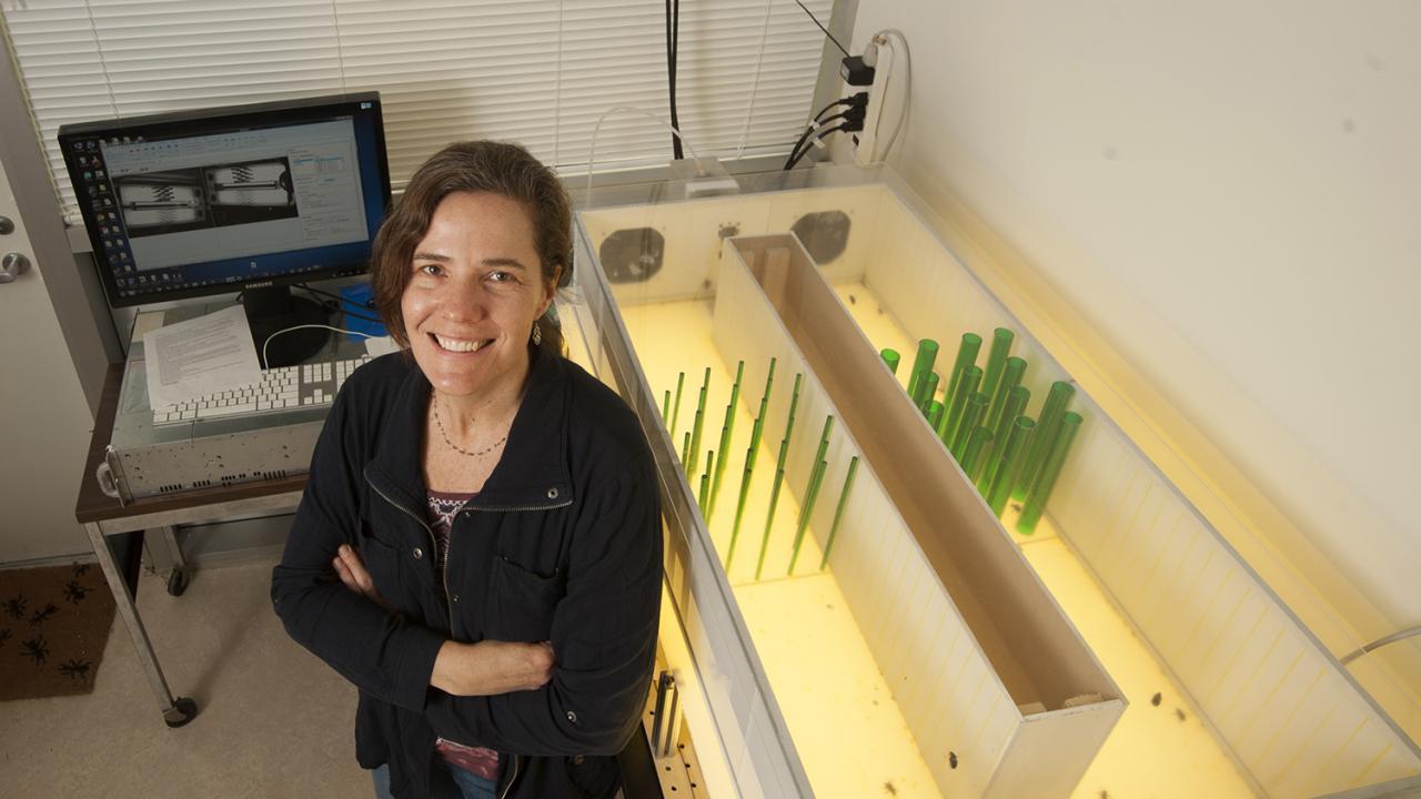 Stacey Combes is an associate professor in the Department of Neurobiology, Physiology and Behavior at UC Davis. Combes is a biomechanist — she studies the biomechanics of animals, particularly insects. (Karin Higgins/UC Davis) Stacey Combes