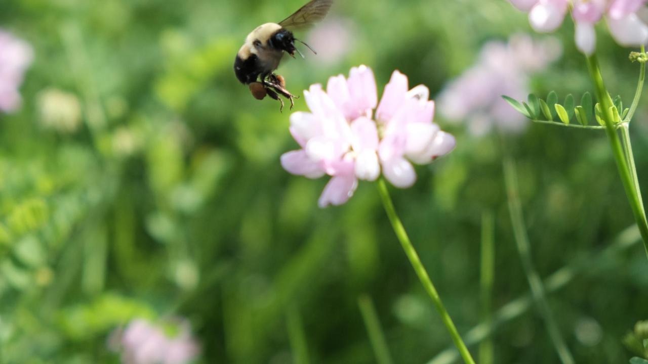 A bumblebee flies near a flower