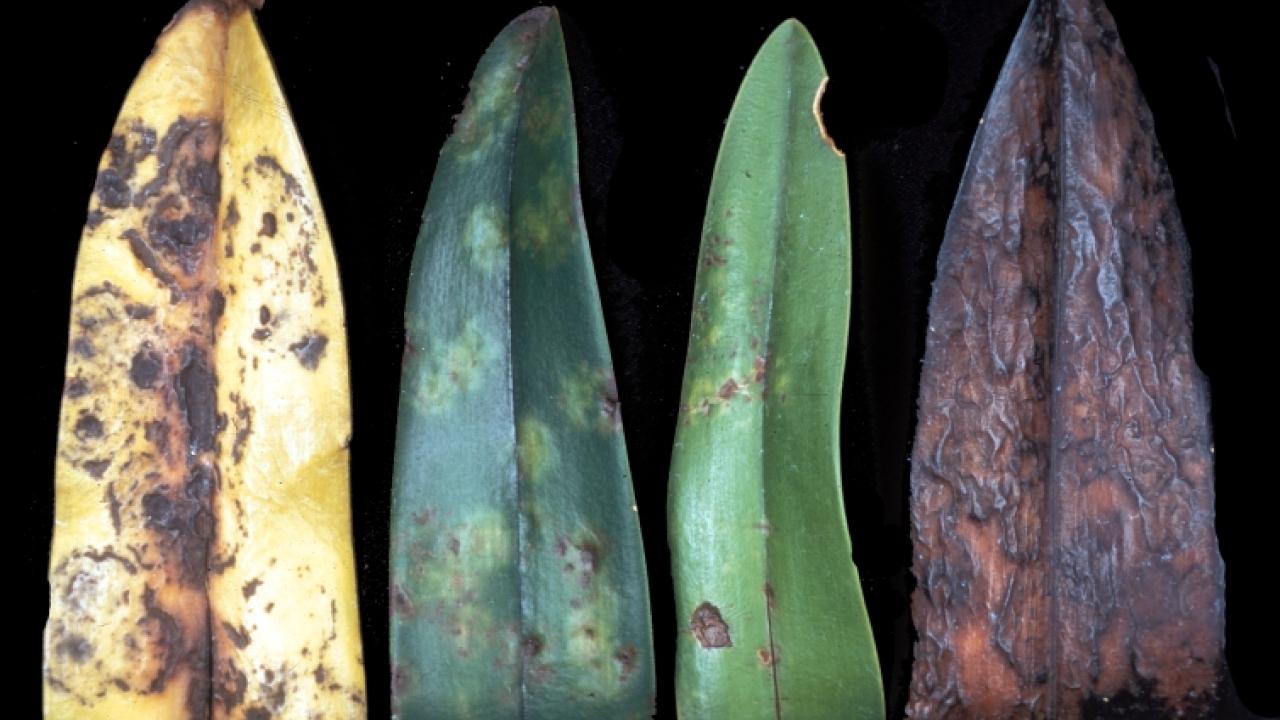 Orchid leaves with symptoms of tobacco mosaic virus