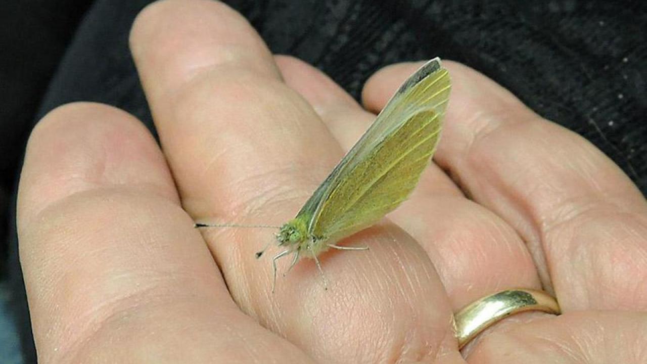 This is the kind of photo we WOULD be showing you today, if Professor Art Shapiro had netted the Pieris rapae he spotted at 11:16 a.m. in Putah Creek Nature Park. This photo shows his winning catch in 2017. (Kathy Keatley Garvey/UC Davis) Butterfly