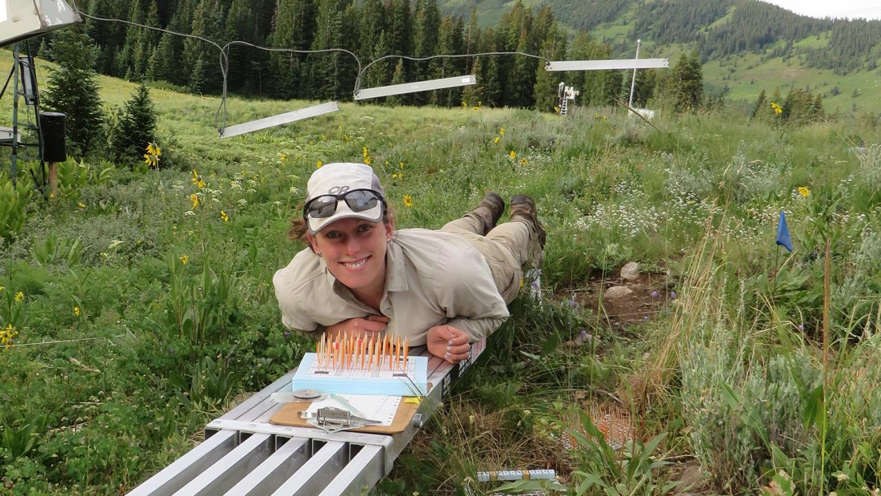 Anne Marie Panetta, '17 Ph.D., studies the effects of climate warming on northern rock jasmine wildflowers in the Colorado Rocky Mountains. Courtesy photo