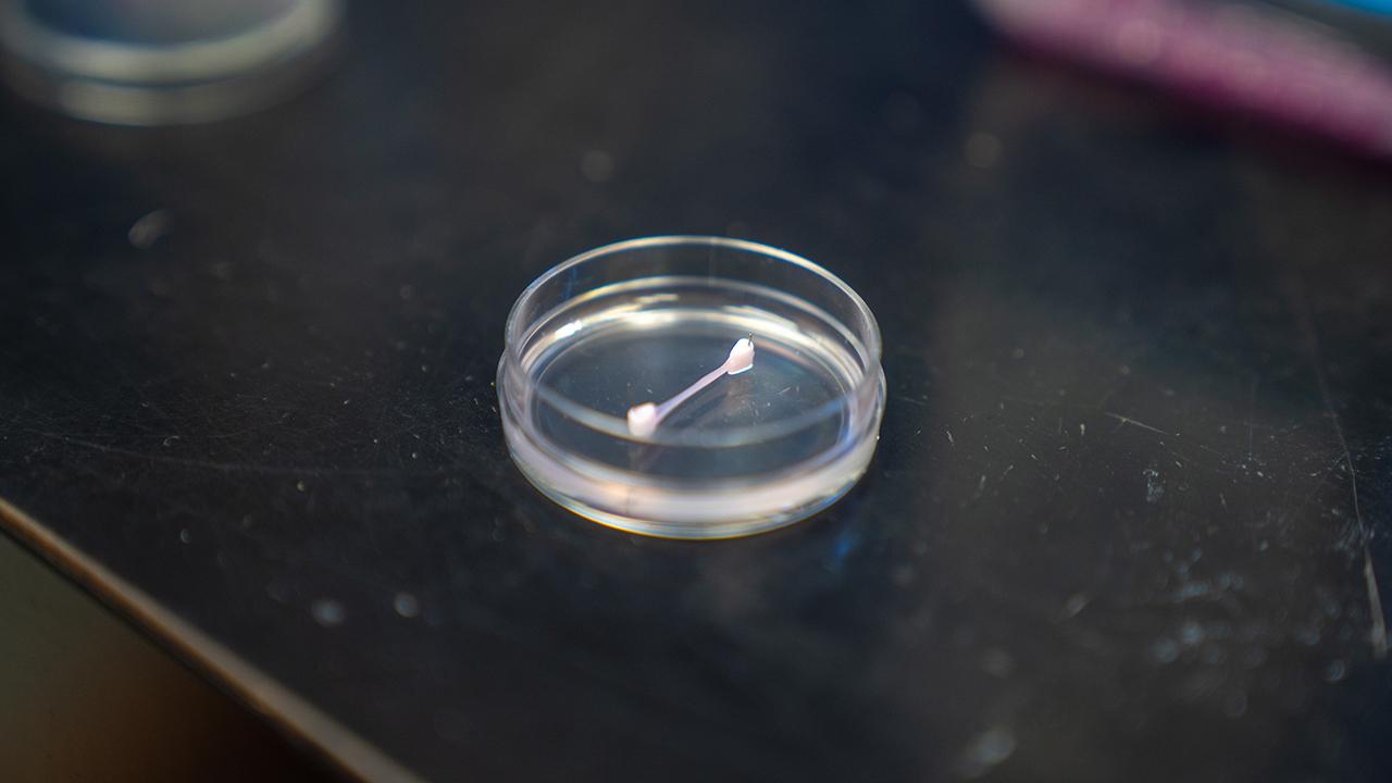 Lab-grown ligament resting in a clear petri dish on a dark laboratory surface.