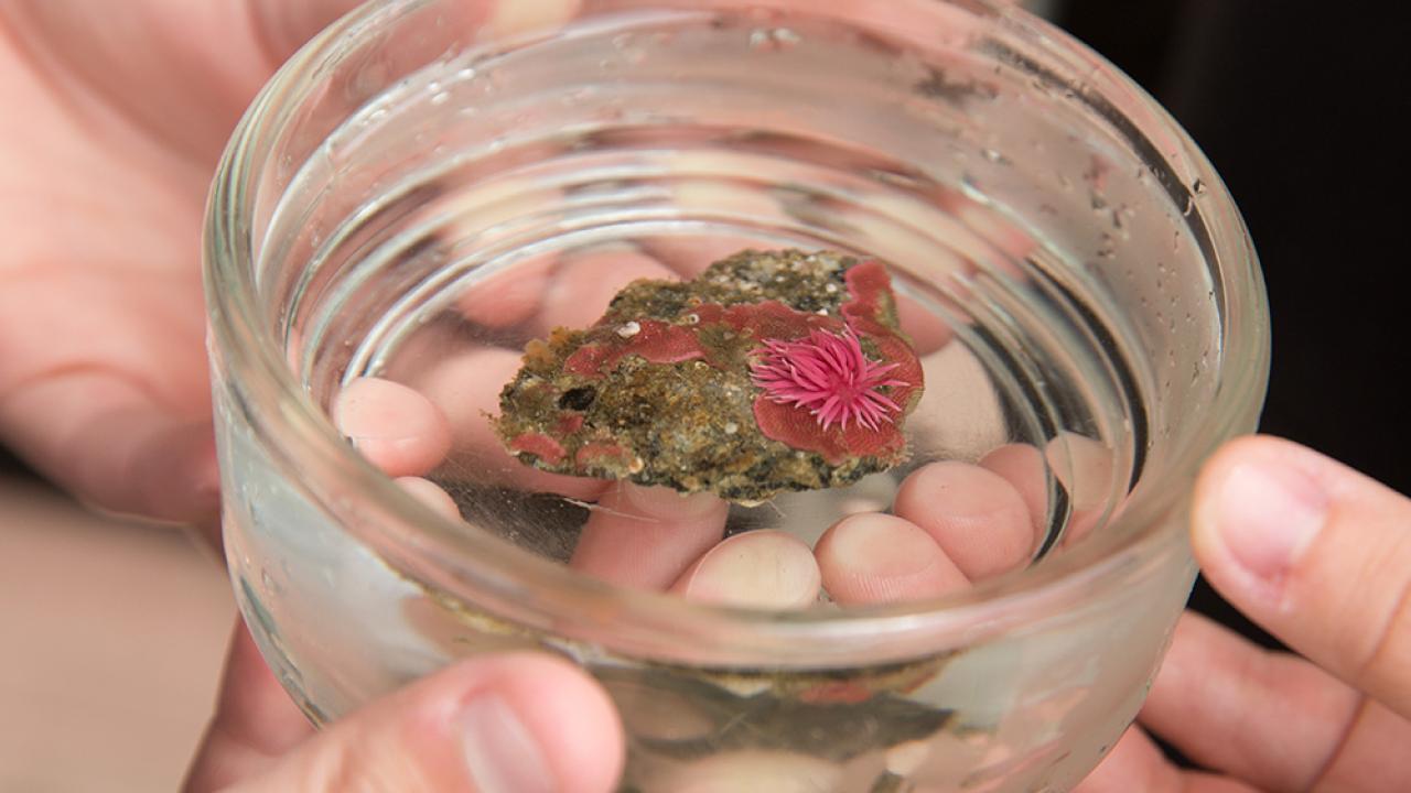 Bodega marine lab