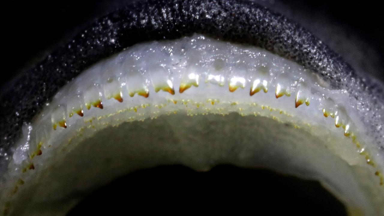 Closeup shot of cichlid teeth