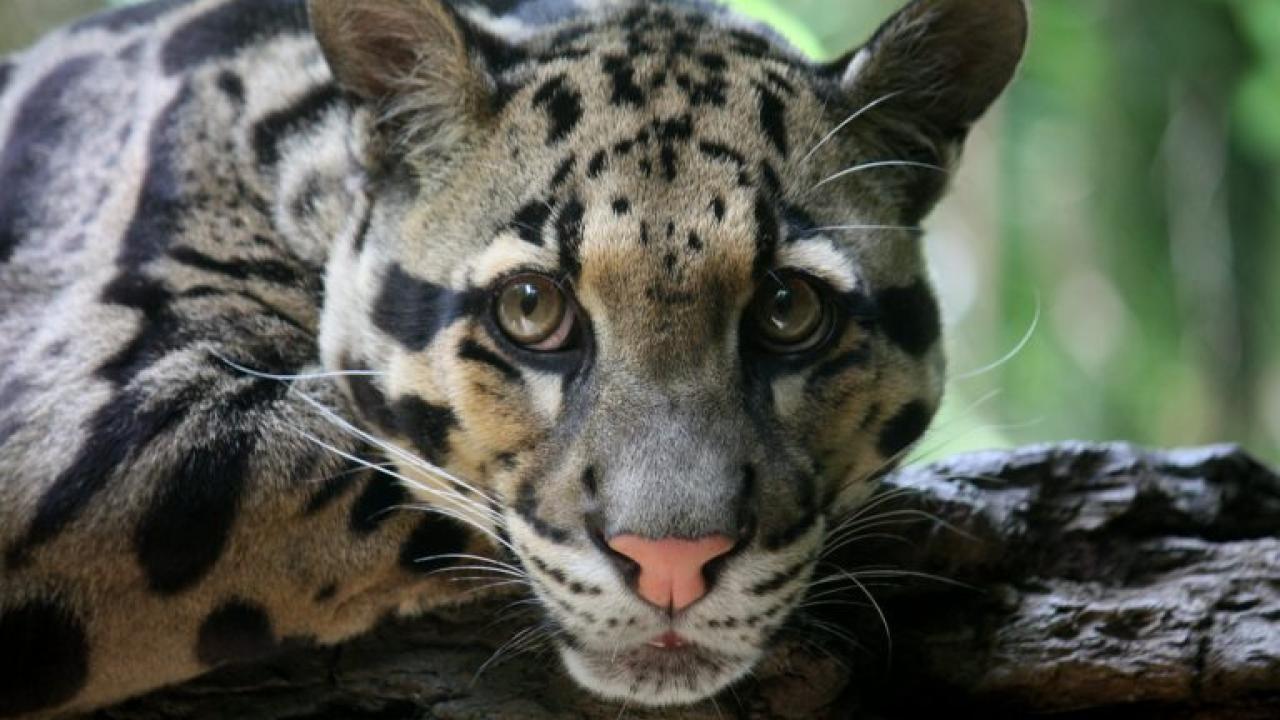 Cloud leopard