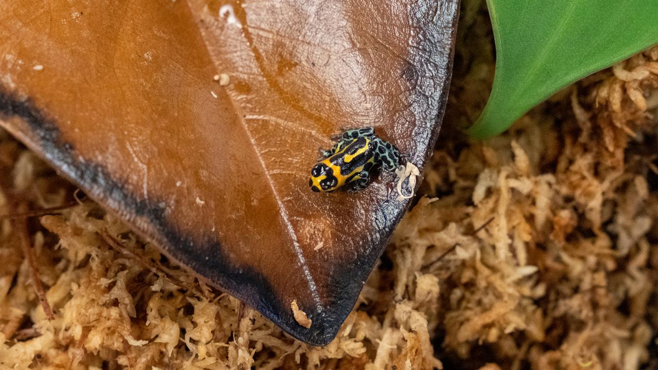 A small, vibrantly colored poison dart frog with black, yellow, and green markings sits on the edge of a dried brown leaf, surrounded by damp moss and plant matter.