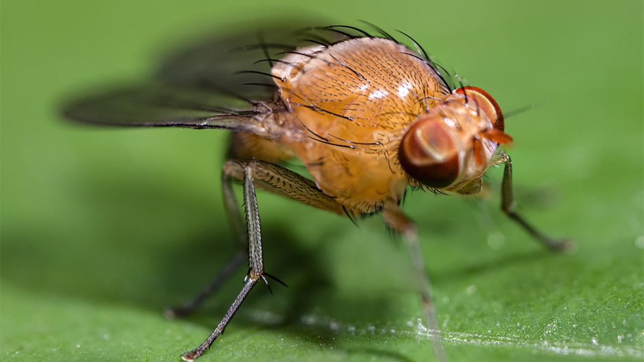 Orange fruit fly with red eyes perched on a green leaf, macro photograph