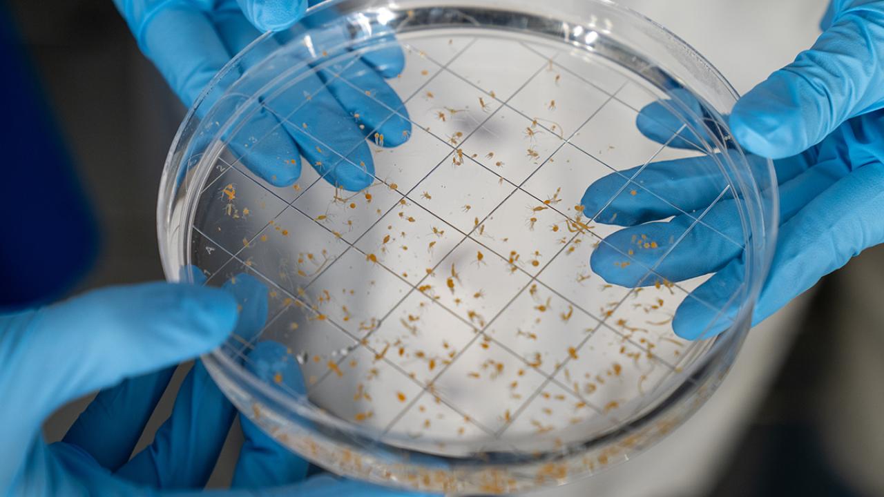 Gloved hands holding petri dish with small sprouting seeds on grid paper