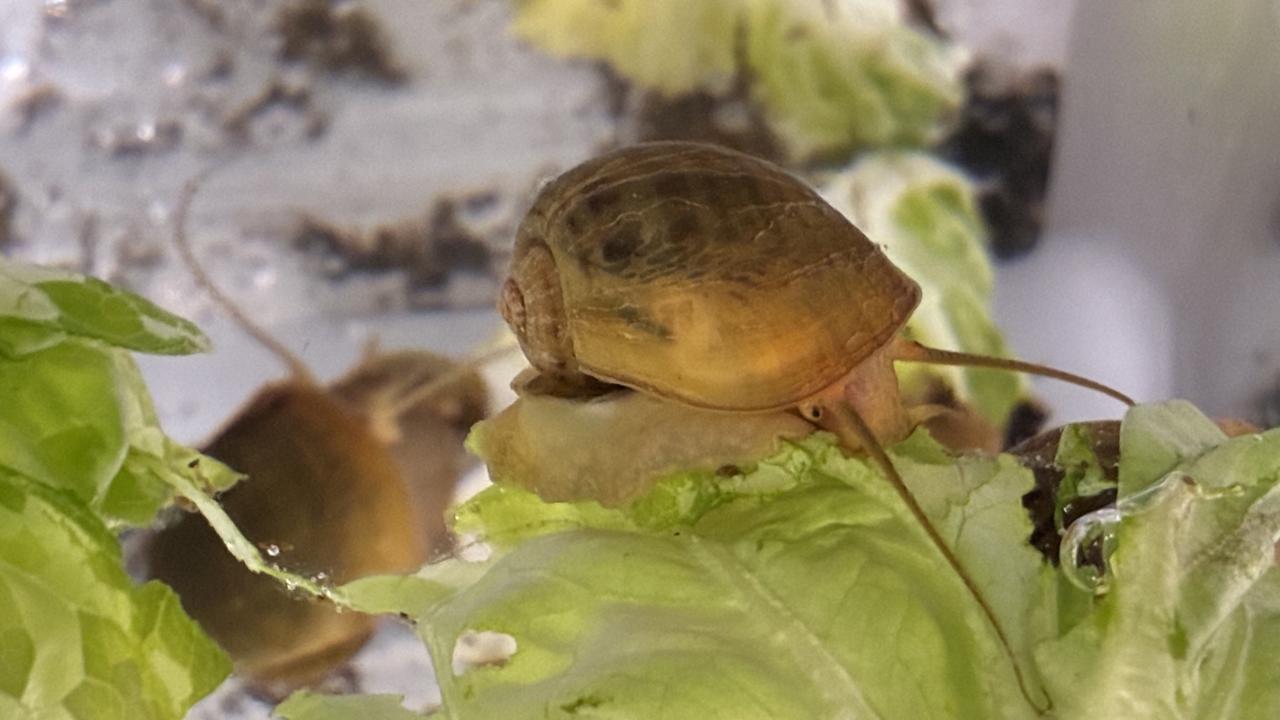 Golden apple snail eating lettuce in a lab setting; its eyes can regenerate, offering clues to restoring human vision.