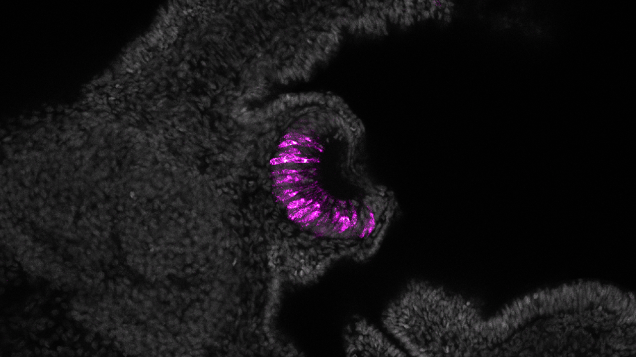 Black and white microscopic image of embryonic tissue with a curved cluster of glowing purple cells in the center