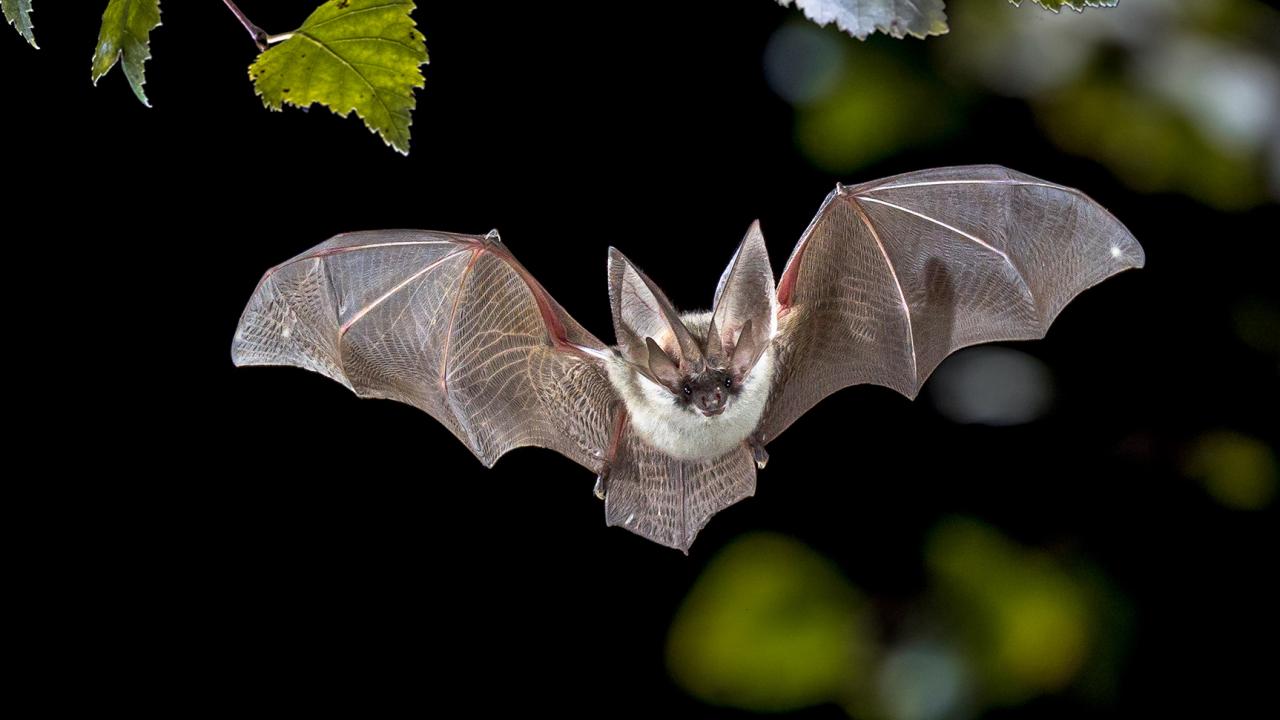 Bat