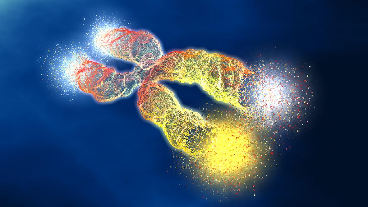 Chromosome with shortened telomeres