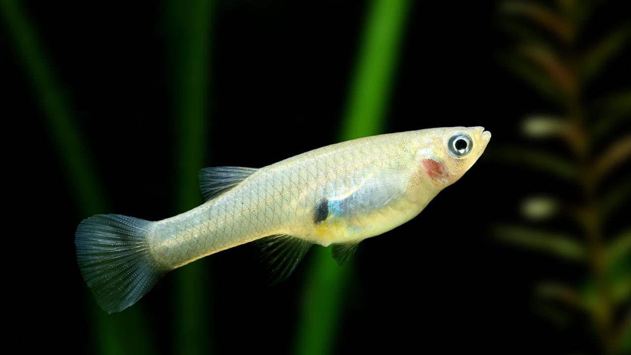 Small Amazon Molly fish