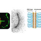 On the left, proteasomes (green) attach to the chromosome axis. The axis is a protein scaffold that allows DNA to form loops for crossovers to occur. Image: Neil Hunter