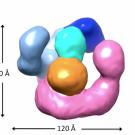 Jawdat Al-Bassam at the UC Davis Department of Molecular and Cellular Biology and colleagues have now taken a close look at the proteins that assemble tubulin, and found that they comprise a single machine, not a stepped pathway as previously thought. The work is published online in the journal eLife.