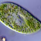 Paramecium
