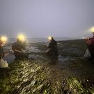 Four people in headlamps kneel on a dark, foggy tidal flat, collecting samples among wet seagrass.