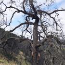 Gnarled leafless oak on grassy hillside under a partly cloudy blue sky