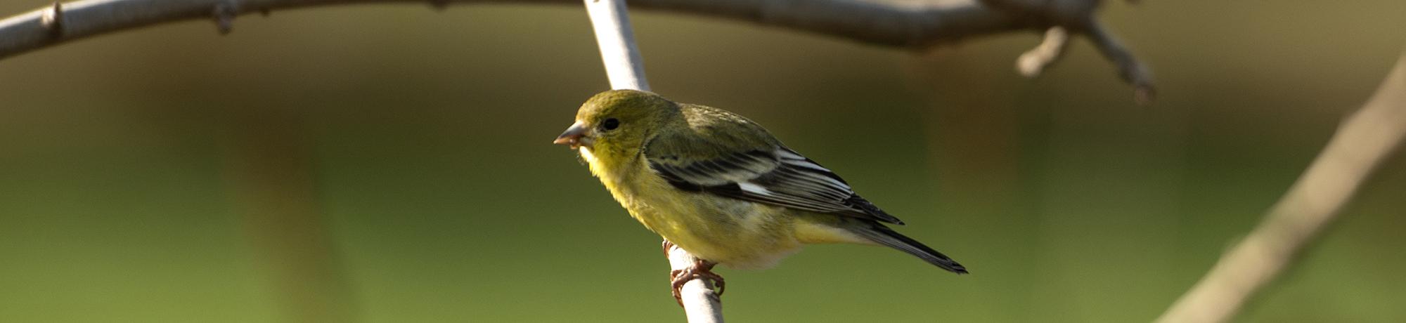 Yellow bird on branch with green background