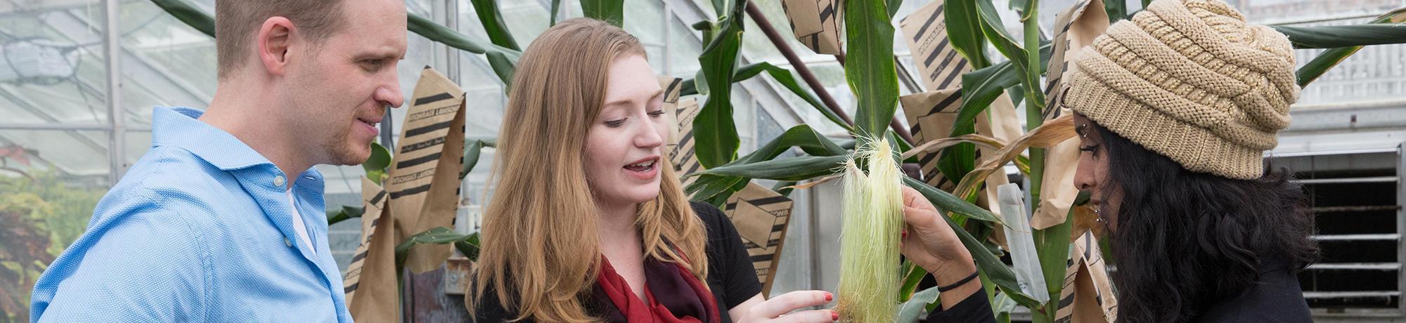 students looking at corn